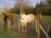 chevaux3.jpg (52507 octets)