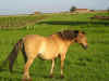 mistinguette1.jpg (52853 octets)