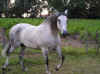sevillane1.jpg (69358 octets)