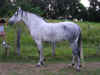 sevillane2.jpg (46017 octets)