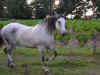 sevillane3.jpg (36826 octets)